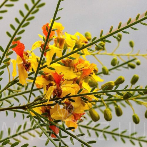 Jeruzsálem tövis 'Parkinsonia aculeata'2db mag