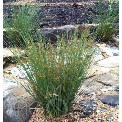 Békaszittyó 'Juncus Effusus'  6db mag