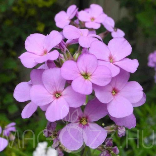 Hölgyestike 'Hesperis matronalis '20db mag /Védett/