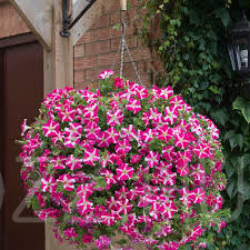 Csikós Petúnia 'Express Rose Star '20db mag