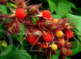Japán szeder (málna) Rubus phoenicolasius 10db mag