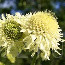 Óriás Fejvirág 'Cephalaria gigantea'5db mag