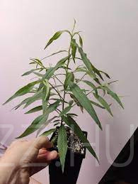 Poncichter Fehér húsú Barack CSEMETE!(Prunus persica)1db