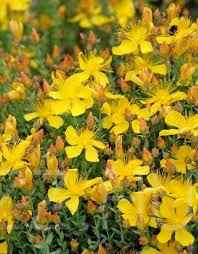 Olimposzi orbáncfű 'Hypericum olympicum ' 6db mag