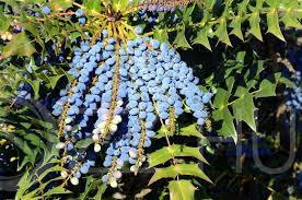 Japán mahónia (Mahonia japonica) 5db mag /ehető/