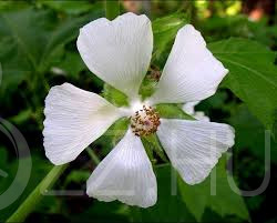 Balkáni-Szőlőlevelű mályva 'Kitaibelia vitifolia Willd'10db mag