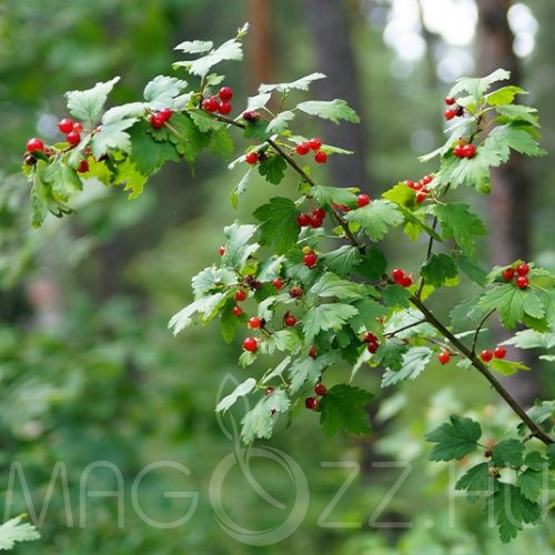 Alpesi-Havasi ribiszke (Ribes alpinum) 15db mag