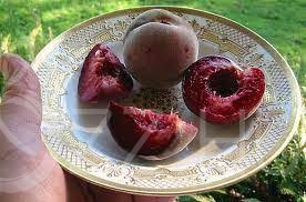 Vérbarack csemete – különleges, piros húsú finomság 1db