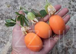 Kék Golgotavirág (Passiflora caerulea) 20db mag