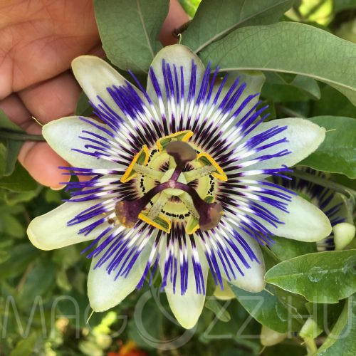 Kék Golgotavirág (Passiflora caerulea) 10db mag