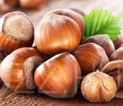 Török Mogyoró / Corylus colurna! 4db mag